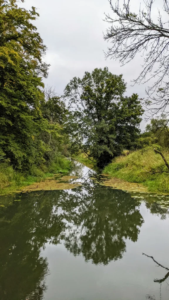 Altwasser in der Elbaue, Bäume spiegeln sich im Wasser