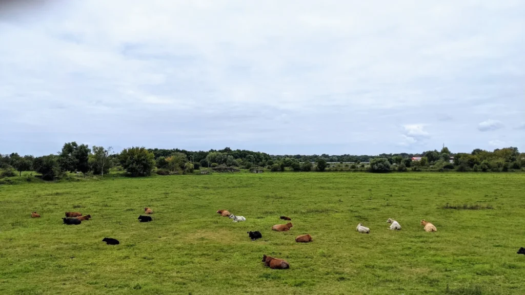 Rinder auf einer Weide in der Elbaue vor Vockerode