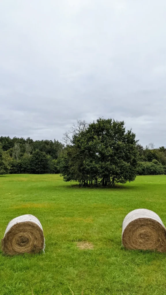 Gemähte Wiese mit Strohballen und einem Baum in der Elbaue