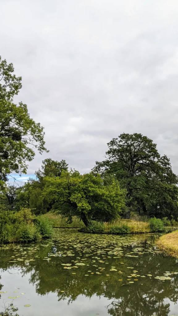 Gewässer mit Seerosen und alten Bäumen im Wörlitzer Park