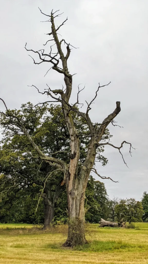 Abgestorbene alte Eiche auf einer Wiese im Jonitzer Forst
