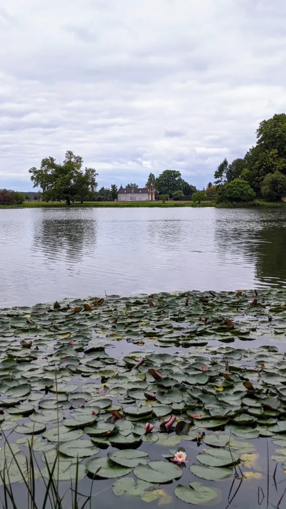 Seerosen auf dem Wörlitzer See, am anderen Ufer Bäume und ein Gebäude