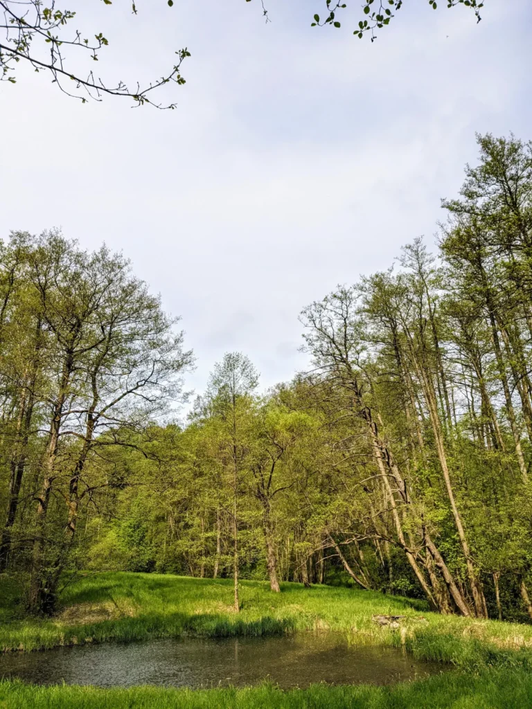 Kleiner Teich in einer Waldsenke bei den Goldfischteichen am Rand von Eisenhüttenstadt