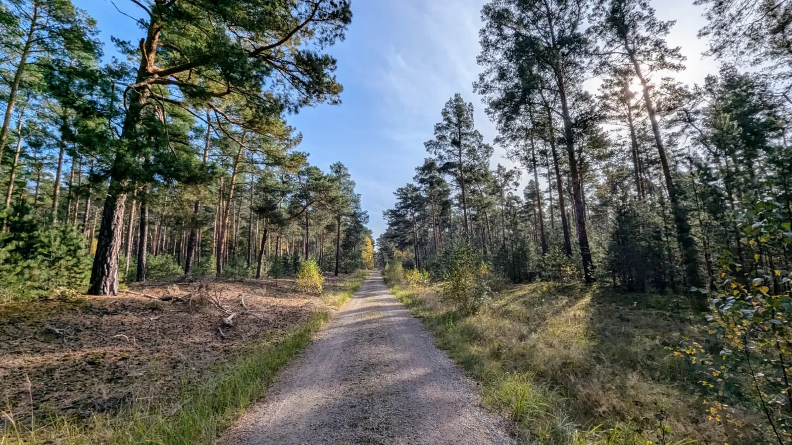 Sandiger Waldweg zwischen Kiefern im Licht der Herbstsonne
