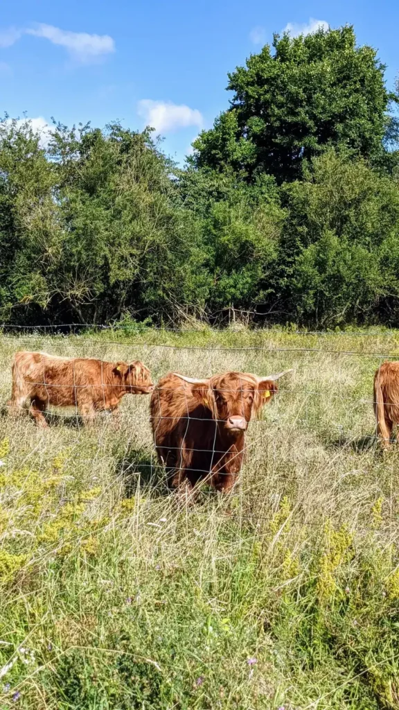 Schottische Hochlandrinder stehen im hohen Gras auf einer Weide nahe dem Gehrensee in Falkenberg