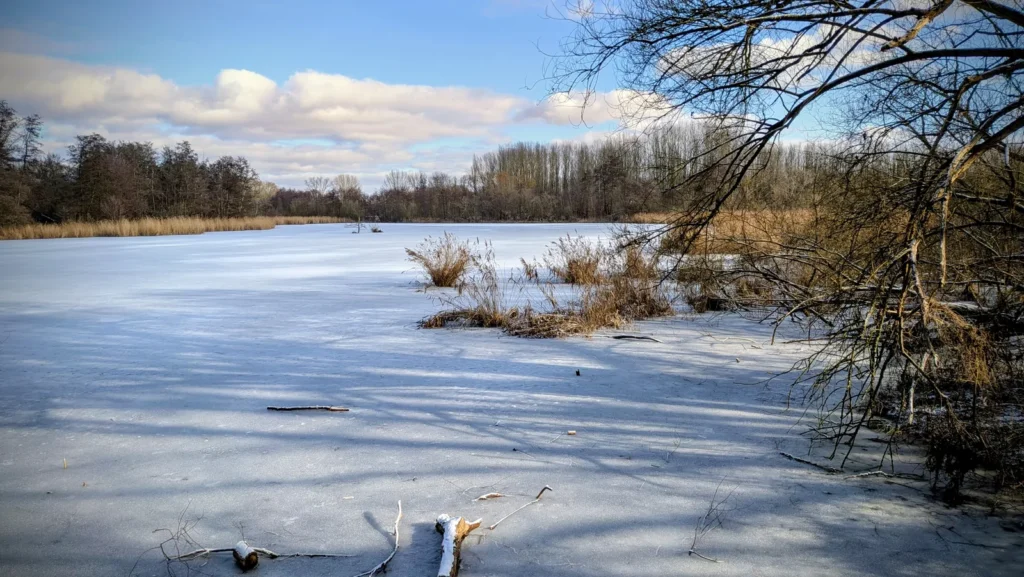 Zugefrorene Wasserfläche an den Karower Teichen in Französisch Buchholz mit Schilf am Ufer im Februar