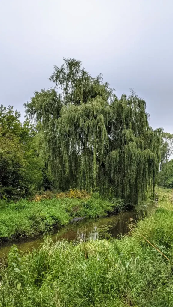 Die Erpe mit Weiden am Ufer im Erpetal nördlich des Kurparks von Friedrichshagen im Spätsommer