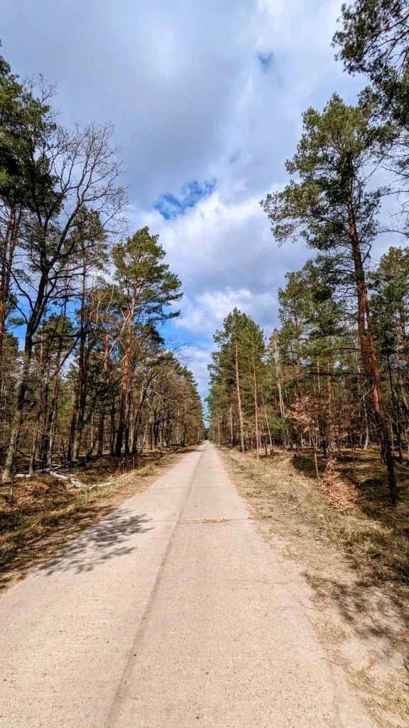 Betonplattenweg führt gerade durch Kiefernwald