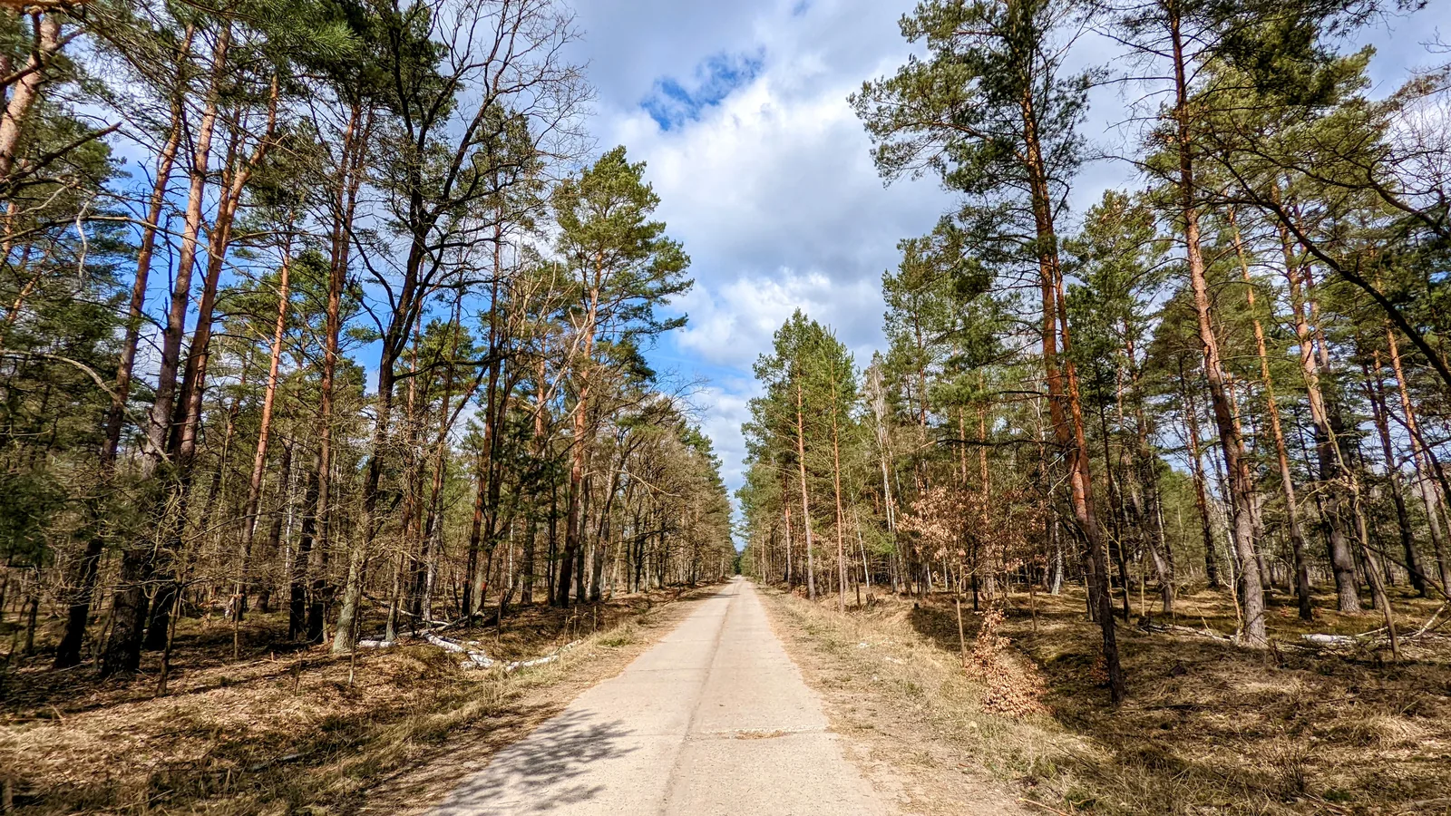 Betonplattenweg durch lichten Kiefernwald unter Wolkenhimmel