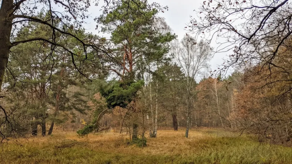 Lichter Kiefernwald im Grünauer Forst südlich von Grünau an einem Novembertag