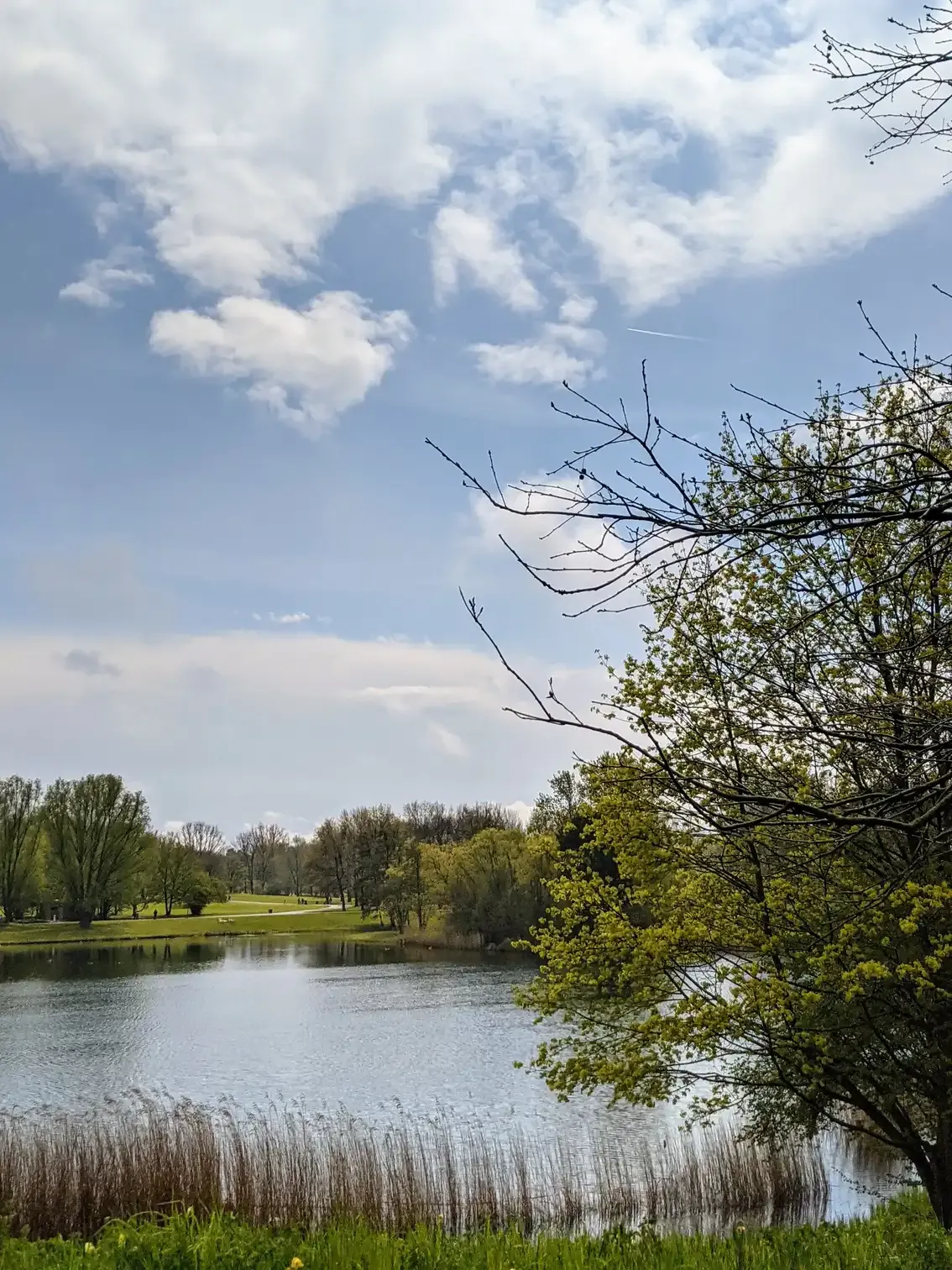 Teich mit Schilf