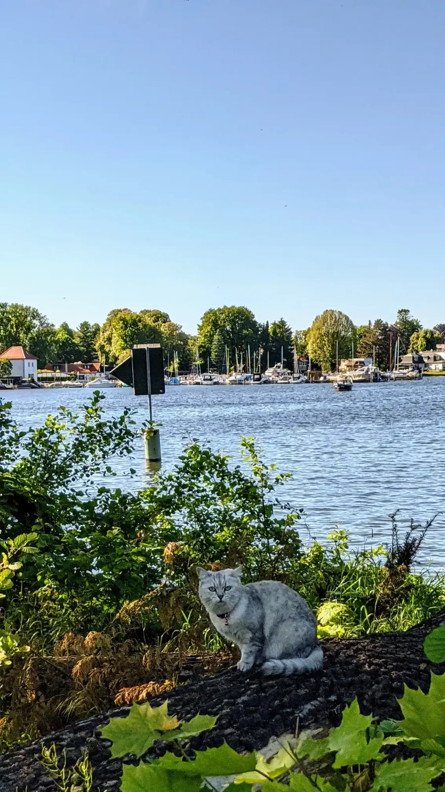 Uferblick mit Büschen, Booten und Katze