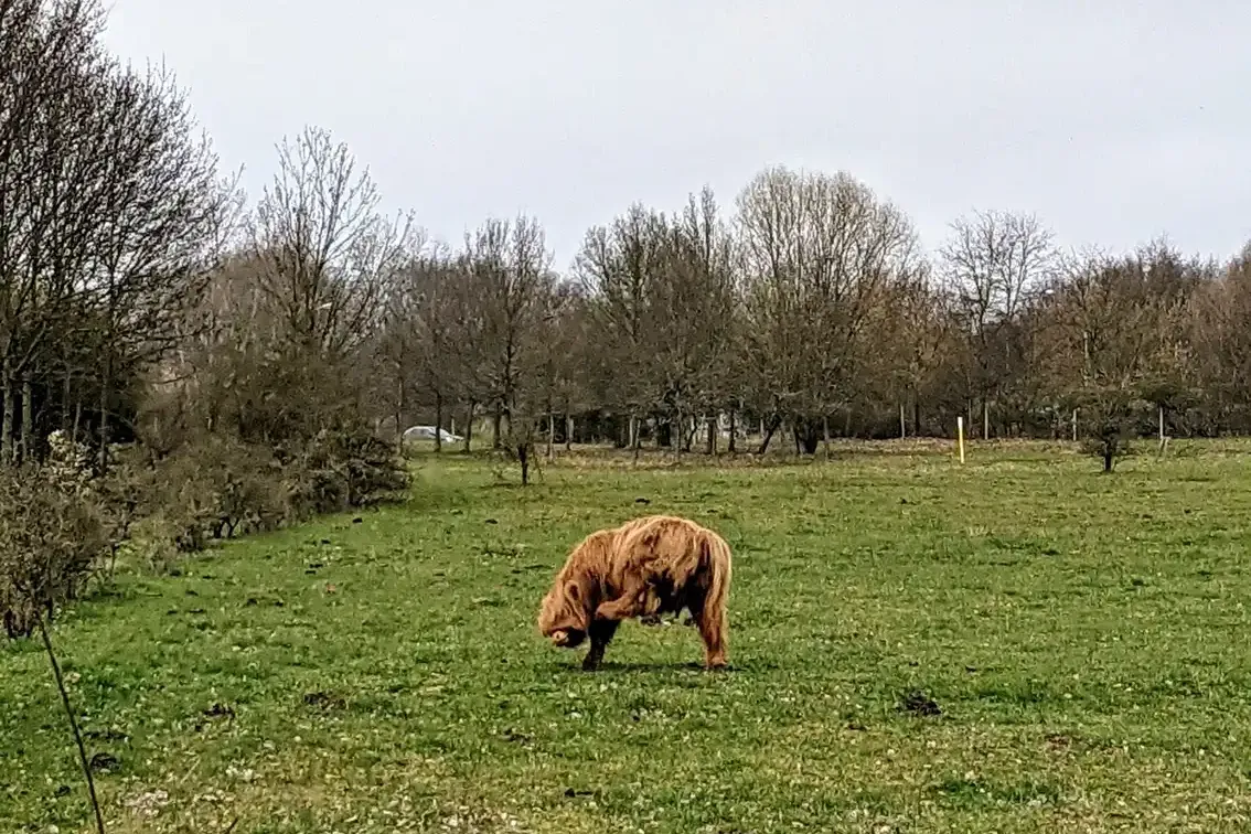 Rind auf einer Wiese