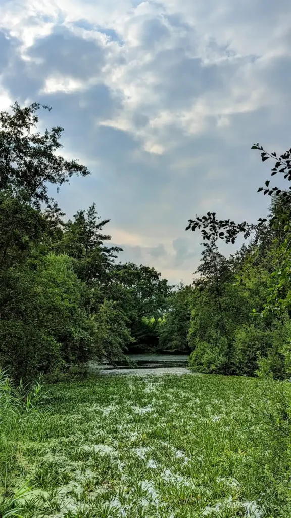 Teich mit Bäumen und Schilf am östlichen Stadtrand von Heide
