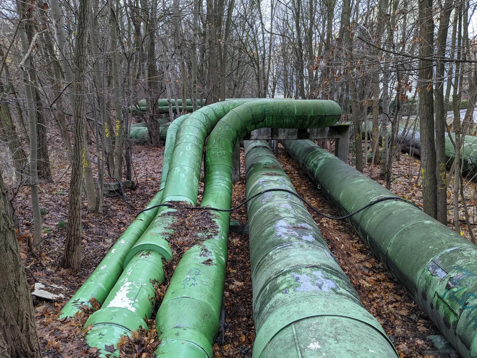 Grüne Rohrleitungen auf Stützen im Wald des Landschaftsparks Herzberge in Berlin-Lichtenberg