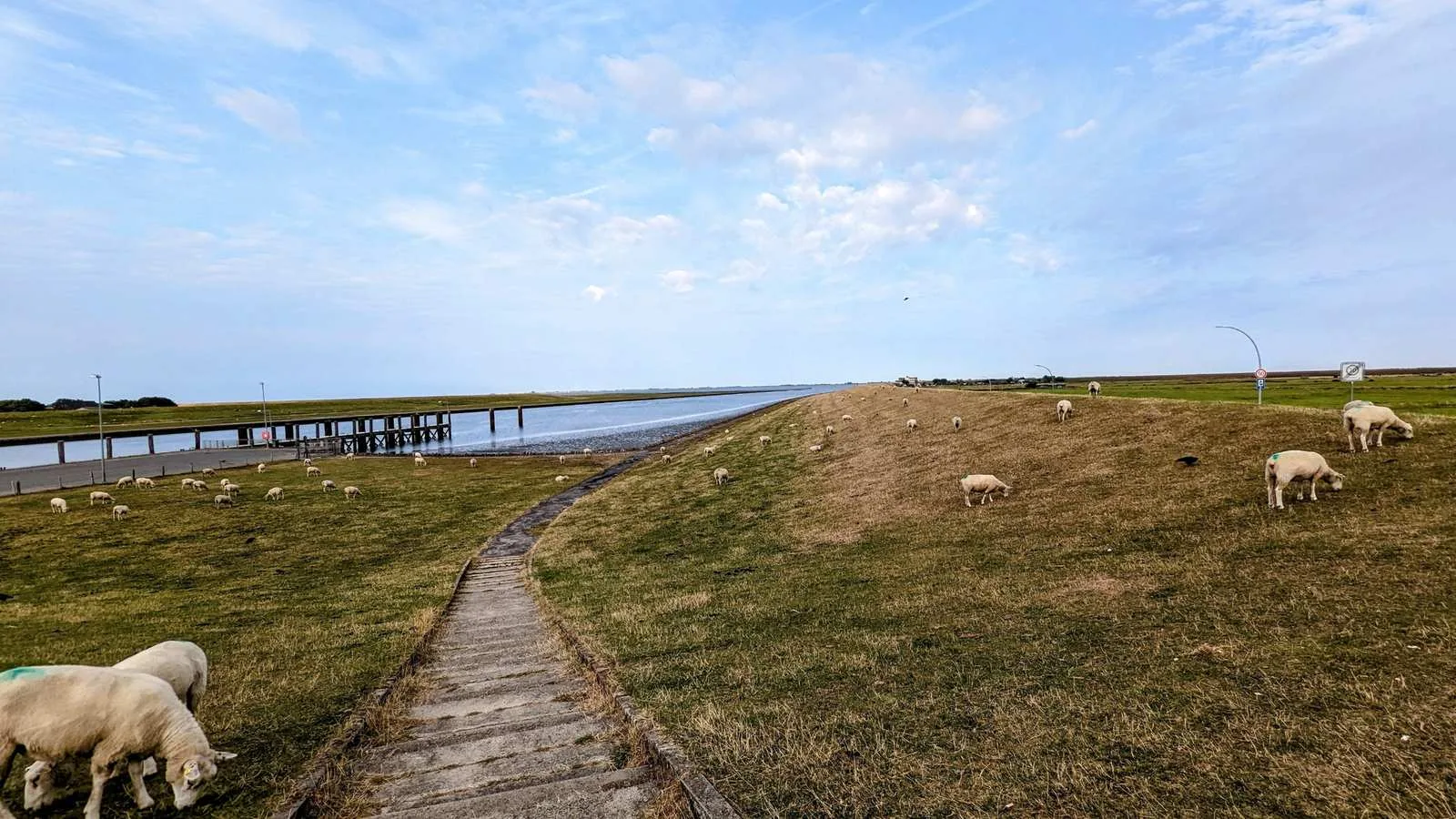 Weg über den Deich am Dockkoog mit Schafen und einem Anleger im Watt