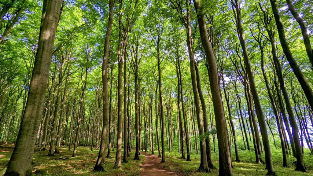 Hohe Buchen am Hochuferweg im Nationalpark Jasmund, dazwischen ein Waldweg