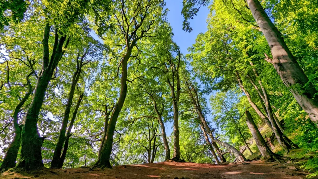 Alte Buchen mit hellem Laub an der Piratenschlucht bei Sassnitz