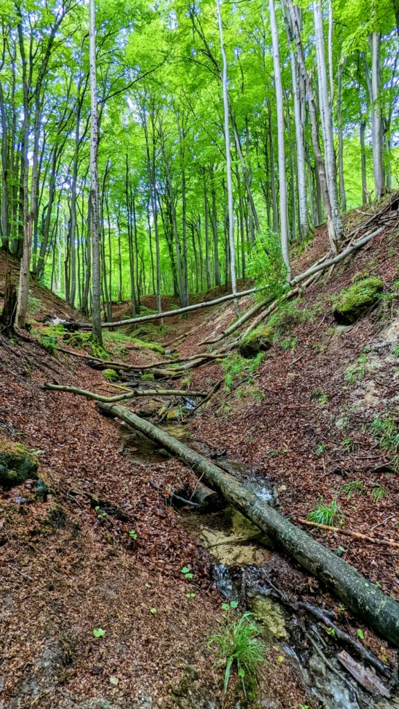 Schlucht des Kieler Bachs mit umgestürztem Baumstamm im Buchenwald der Stubnitz