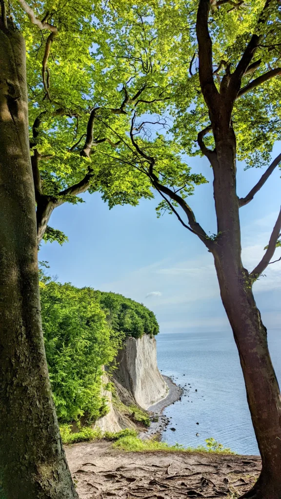Kreidefelsen am Wissower Ufer, zwischen zwei Buchenstämmen gesehen