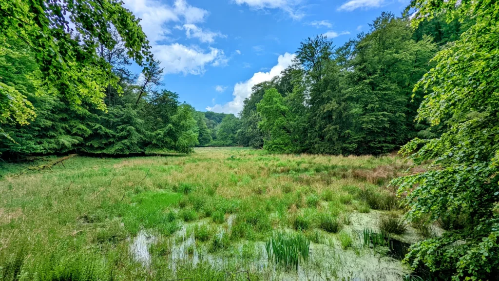 Nasse Wiese mit Binsen und Wasserflächen im Wald der Stubnitz