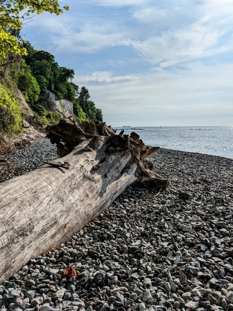 Großer Treibholzstamm am Kiesstrand unter dem Hochufer bei Sassnitz