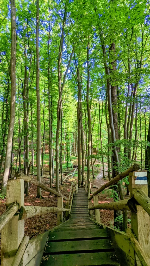 Holztreppe am Hochuferweg im Buchenwald mit weiß-blau-weißer Markierung