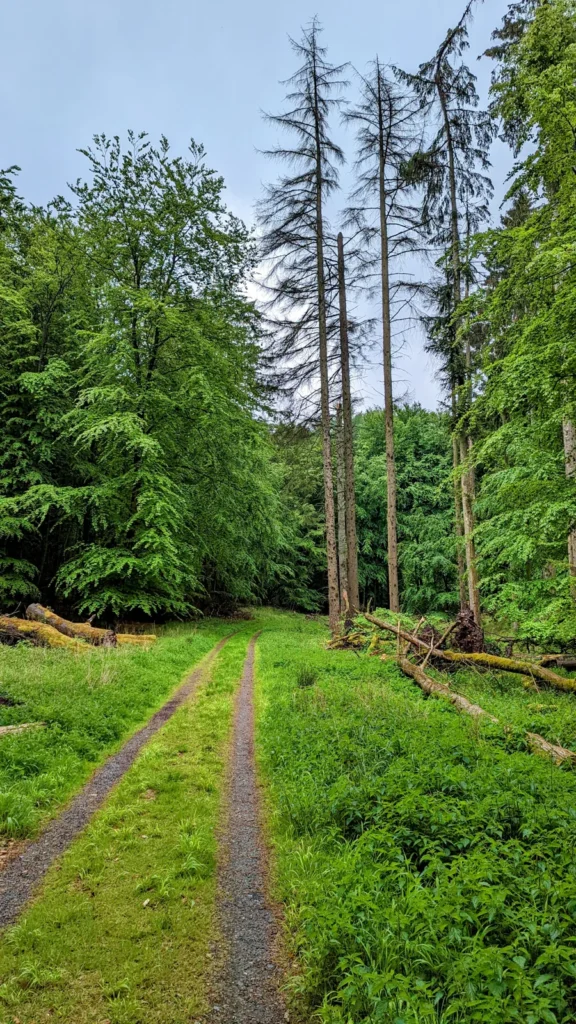Grasbewachsener Fahrweg in der Stubnitz mit abgestorbenen Nadelbäumen