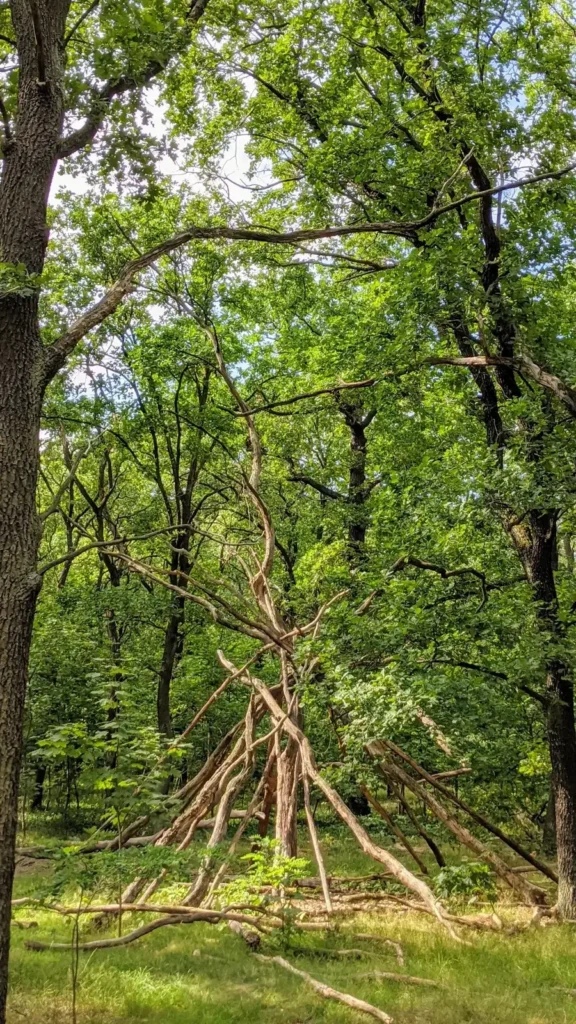 Sommerlicher Wald in der Königsheide in Johannisthal mit einem aus Ästen gebauten Tipi
