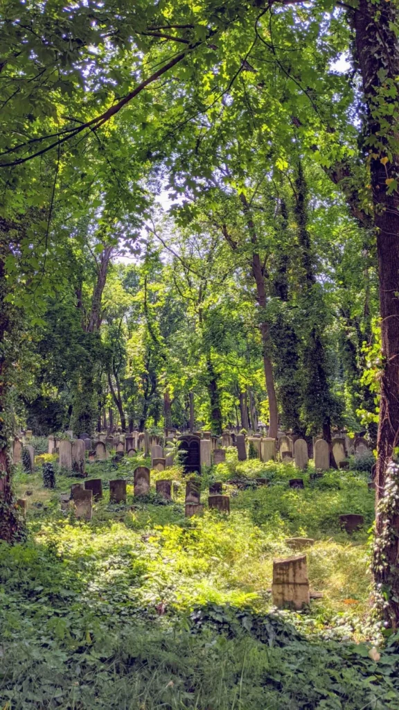 Überwachsenes Grabfeld mit alten, teils schiefen Grabsteinen unter hohen Laubbäumen auf dem Jüdischen Friedhof Schönhauser Allee