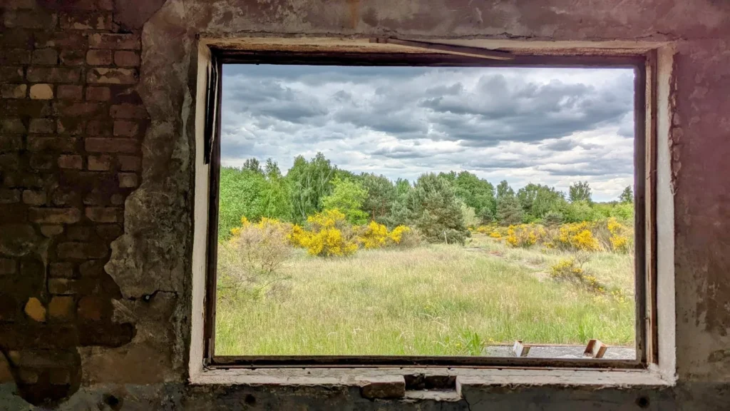 Blick durch ein Fenster eines verfallenen Gebäudes auf eine Wiese mit blühendem Ginster und Kiefern