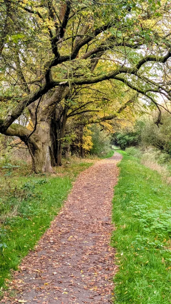 Knorriger alter Baum über einem laubbedeckten Pfad bei Karow