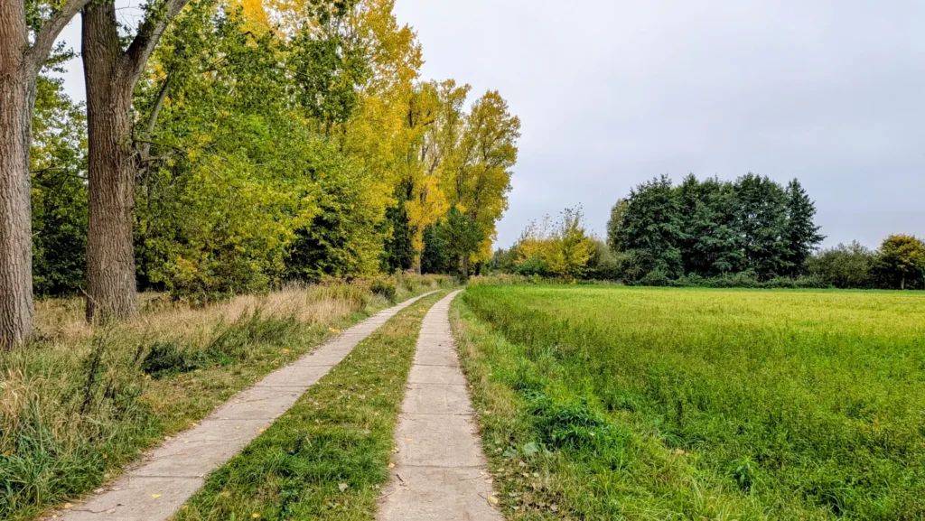 Weg aus Betonplatten zwischen Pappeln und Wiese bei Karow