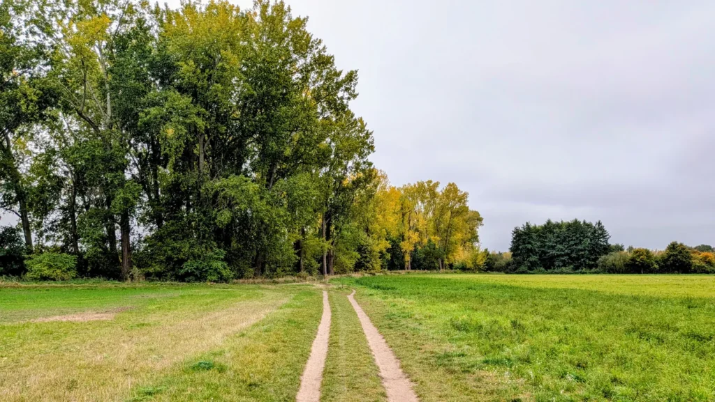 Doppelte Fahrspur im Gras vor einer Baumgruppe in den Feldern bei Karow