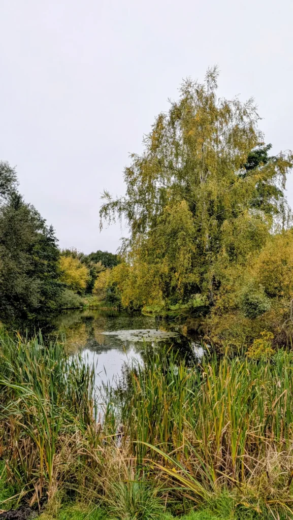 Teich mit Schilf und überhängendem Baum im Süden von Karow