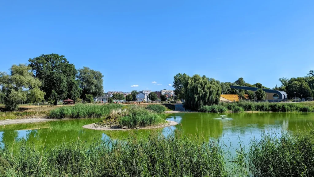 Teich mit grünem Wasser, Schilfinsel und großer Trauerweide in Kostrzyn nad Odrą, im Hintergrund Wohnhäuser