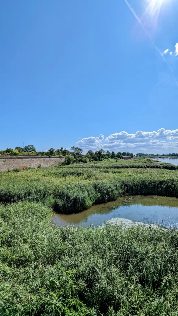 Blick von der Oderbrücke über Schilf und ein Altwasser auf die Mauer der Bastion König in Küstrin, rechts die Oder