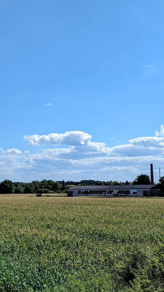 Maisfeld bei Küstrin-Kietz, dahinter eine lange flache Lagerhalle und ein Backsteinschornstein unter weitem Himmel