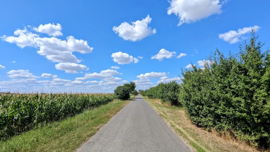 Schmale Asphaltstraße im Oderbruch zwischen Maisfeld und Hecke, darüber blauer Himmel mit Quellwolken