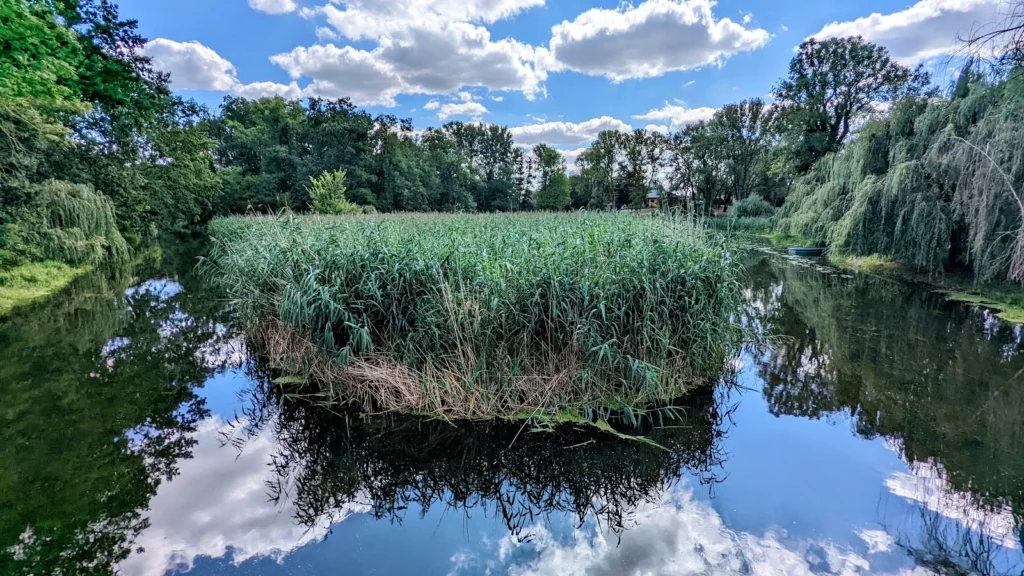 Altarm im Gorgaster Park mit Schilfinsel, in dem sich Wolken und Bäume spiegeln