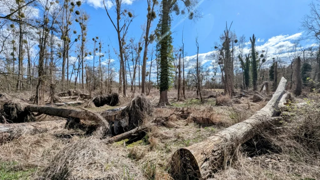 Umgestürzte Baumstämme im Bruchwald am Kremmener See