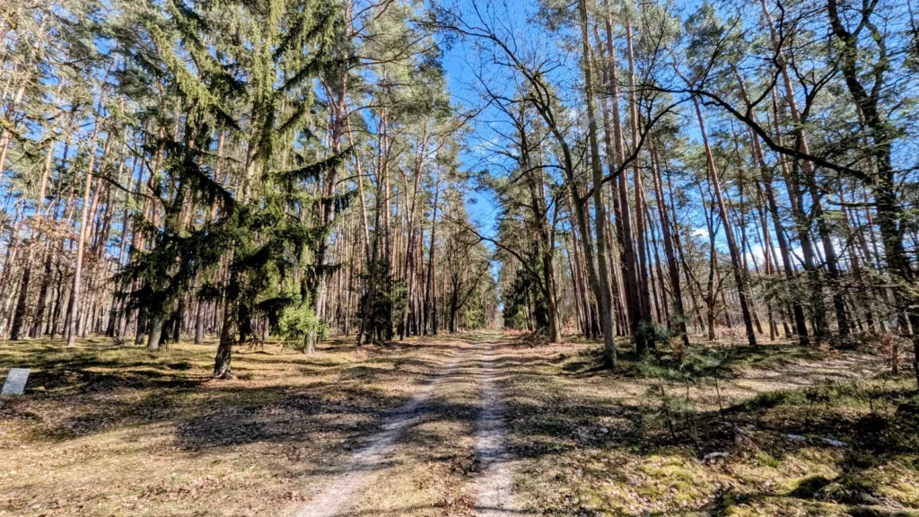 Sandiger Waldweg durch Kiefernwald zwischen Kremmen und Schwante