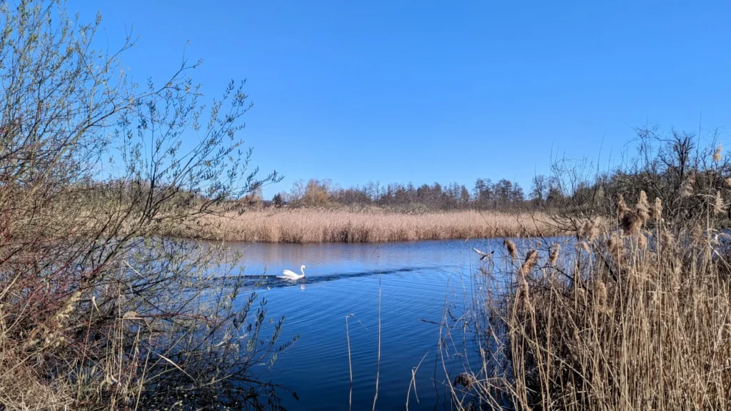 Schwan auf einem von Schilf gesäumten Teich in Schwante
