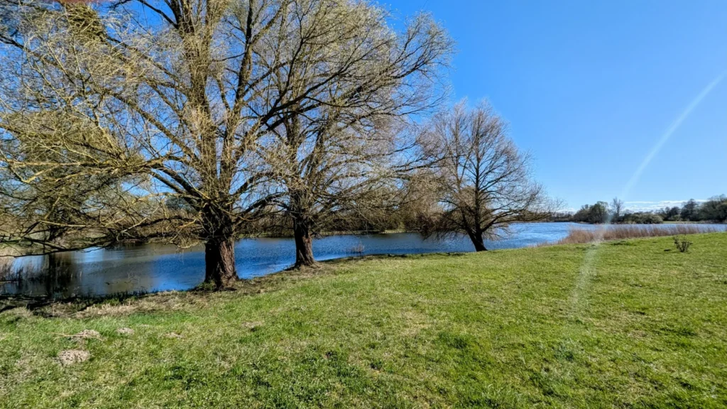 Weiden am grünen Ufer des Mühlensees bei Vehlefanz