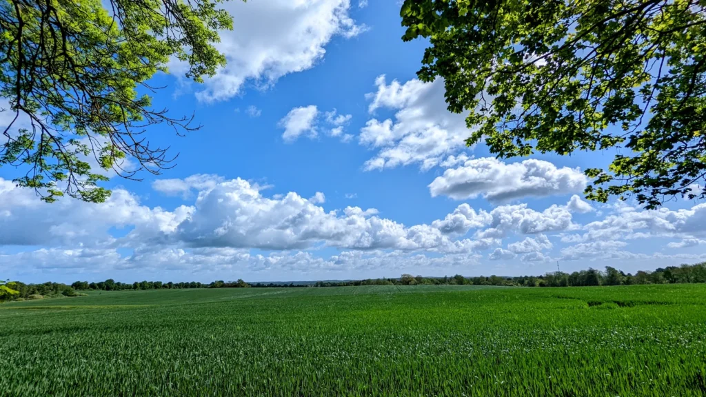 Grünes Feld unter Bäumen am Weg von Putbus nach Pastitz
