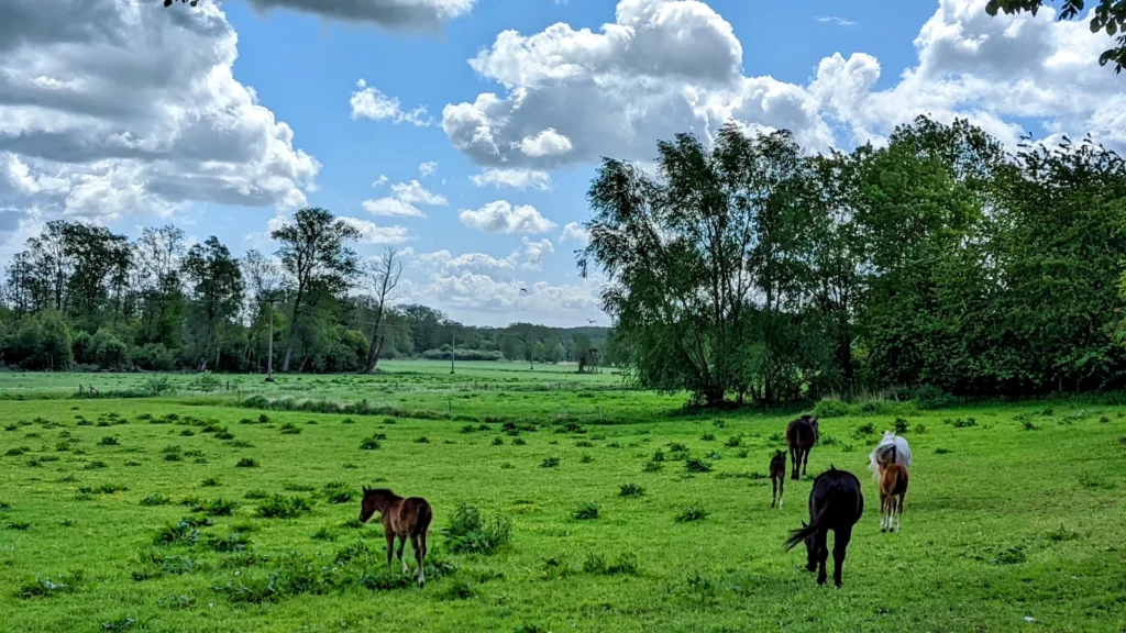 Pferde mit Fohlen auf einer Weide bei Neklade