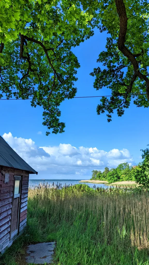 Alter Holzschuppen im Schilf am Bodden bei Lauterbach unter Bäumen