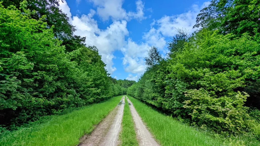 Gerader Waldweg mit Grasstreifen in der Mitte durch den Forst Pastitz