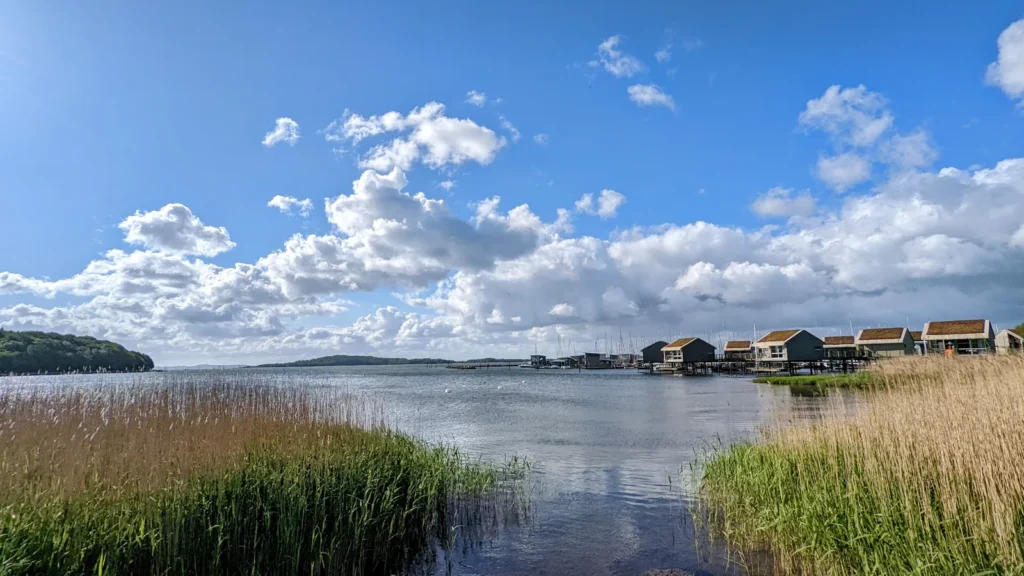 Schilf am Ufer des Rügischen Boddens, dahinter die schwimmenden Ferienhäuser von Lauterbach