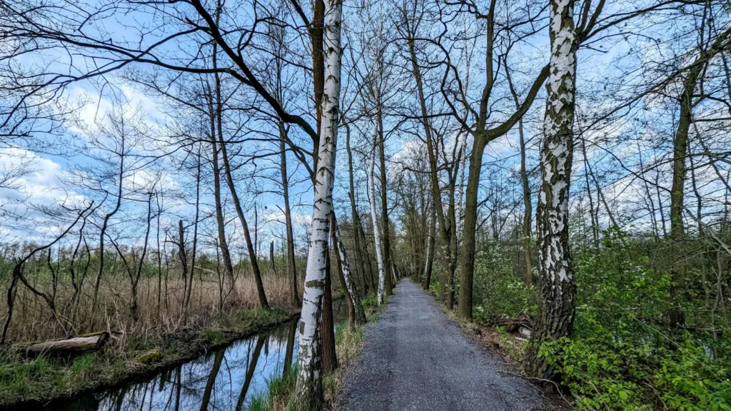 Leiper Weg: Weg mit Graben und Birken